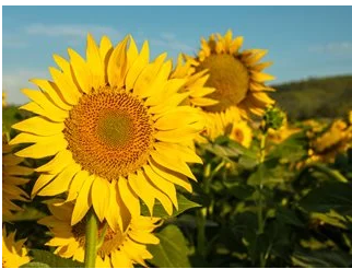 Growing Sunflowers: The Complete Guide to Sunflower Care